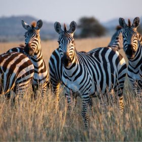 Pulzus kutatás: a felhasználók többsége szerint a zebrák ott vannak, csak elrejtik őket