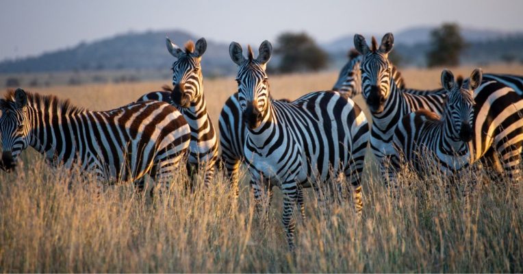 Pulzus kutatás: a felhasználók többsége szerint a zebrák ott vannak, csak elrejtik őket